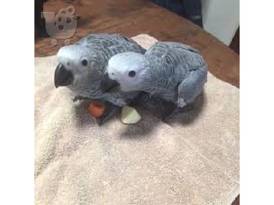 PoulaTo: babies congo african grey parrot for 150€