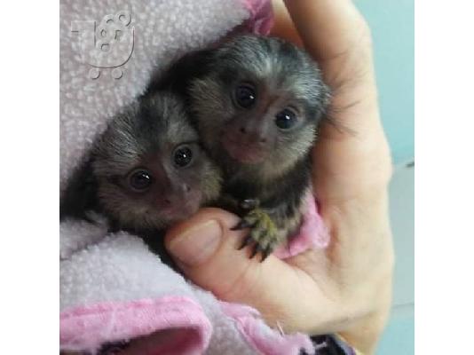 PoulaTo: Marmosets Monkeys Διαθέσιμα τώρα