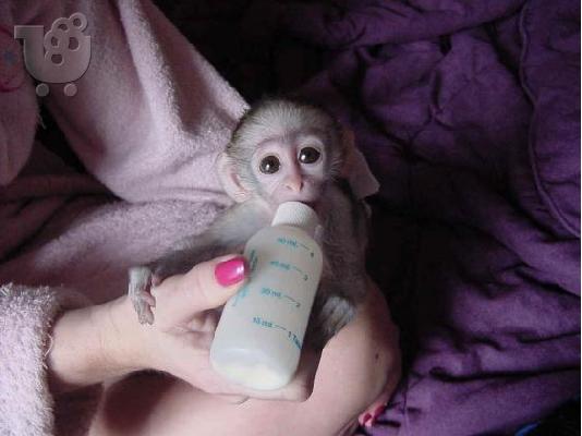 PoulaTo: πίθηκοι καπουτσίνοι - Capuchin Monkeys