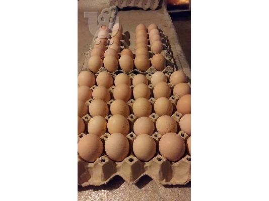 αυγα προς εκκολαψη brahma king εισαγωγης