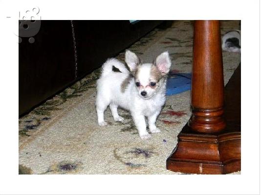 PoulaTo: Ασήμαντος εκπαιδευμένο κουτάβια Chihuahua