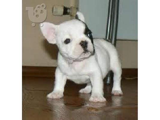 PoulaTo: Im looking for a FRENCH BULLDOG puppy
