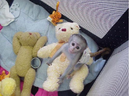 PoulaTo: ιδρώτα μαϊμού καπουκίνος μωρό για πώληση Σκιουράκια