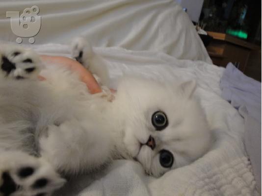 PoulaTo: Ζητείται γατάκι περσίας τσιντσιλα