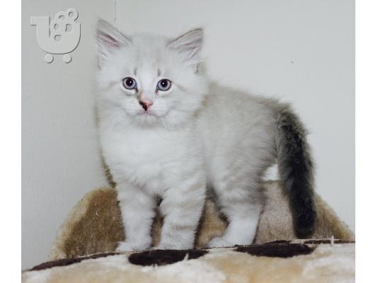 PoulaTo: Za prodaju sibirske mačke i mačići kontaktirajte preko (whatsapp 32460219218) ili (viber 237679571657)