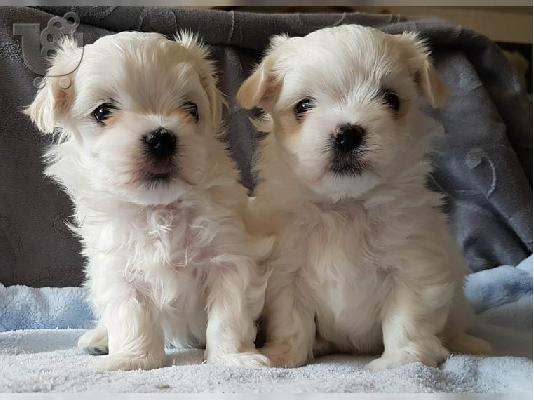 PoulaTo: Καθαρόαιμων Μάλτας puppies
