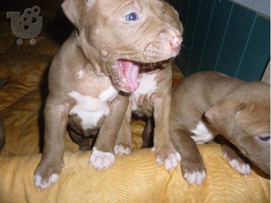 pit bull red nose