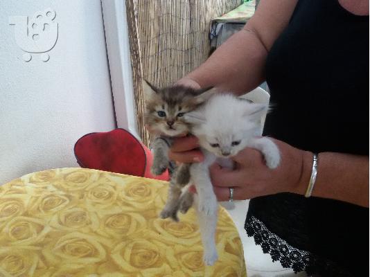 PoulaTo: Πωλούνται γατάκια Σιαμ με Περσίας