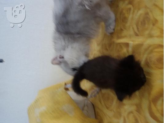 Πωλούνται γατάκια Σιαμ με Περσίας