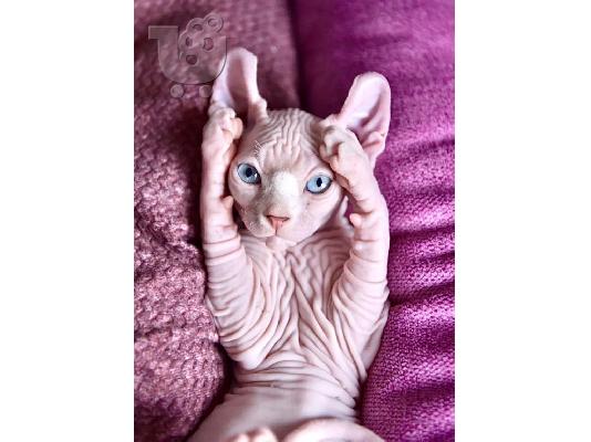 PoulaTo: Sphynx Kittens Available Now