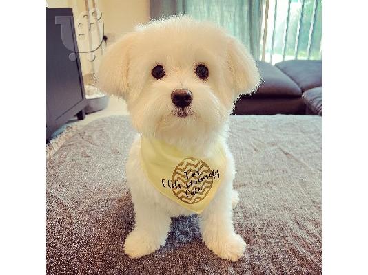 PoulaTo: Maltpoo puppy is now ready for adoption