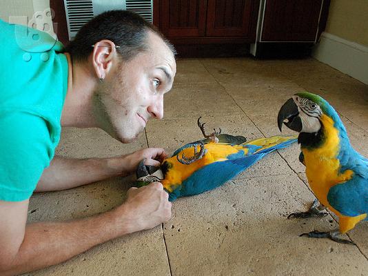 PoulaTo: Αξεσουάρ και Cage Blue και Gold Macaw