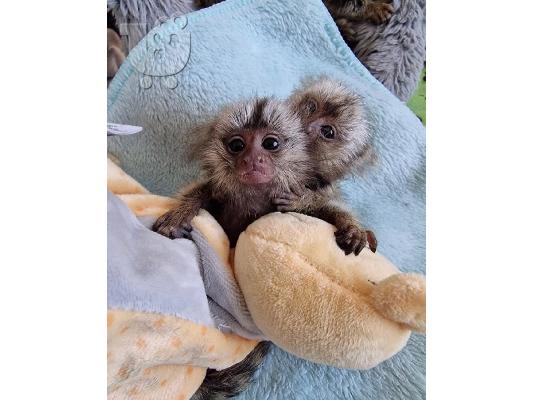 PoulaTo: μαϊμού καπουτσίνος για υιοθεσία