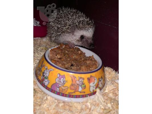 PoulaTo: African pygmy hedgehog / σκαντζοχοιράκι