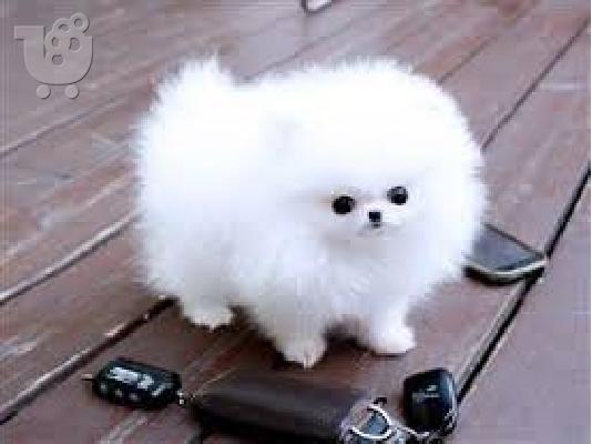 PoulaTo: Γλυκά μικρά Pomeranian Puppies