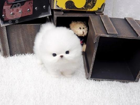 PoulaTo: Μικροσκοπικό λευκό Pomeranian κουτάβι αρσενικό και θηλυκό (χωρίς κίτρινα στίγματα). Πολύ σπάνιο χρώμα.