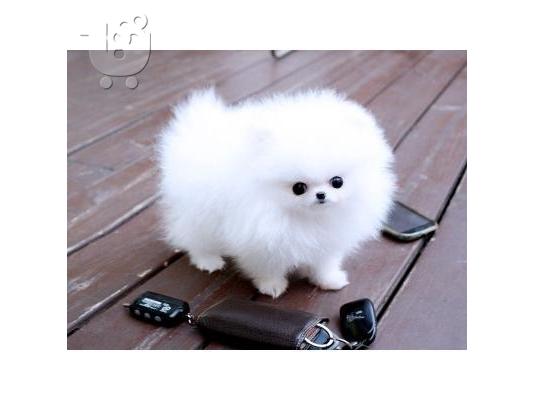 όμορφα Pomeranian Puppies προς πώληση