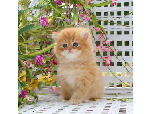 PoulaTo: Περσικά γατάκια διαθέσιμα για νέα σπίτια