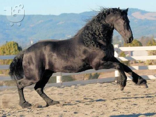 PoulaTo:  Πανέμορφο άλογο Κέεσχοντ