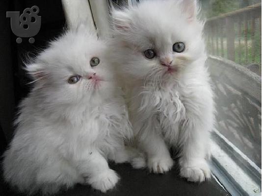 White Persian kittens for sale