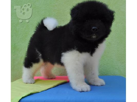 PoulaTo: female akita puppy for sale