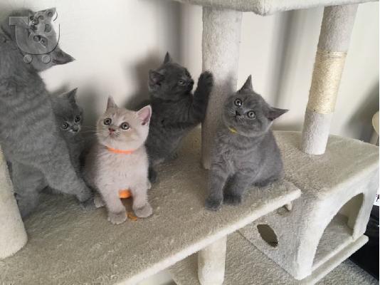 PoulaTo: χαρούμενα γατάκια για υιοθεσία