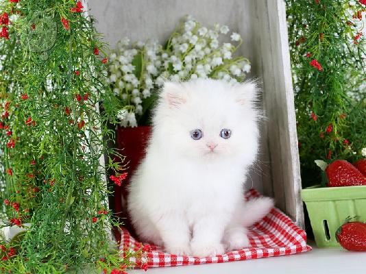 PoulaTo: *έτοιμα τώρα* Εκπληκτικά Snow Persian Kittens Για υιοθεσία