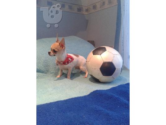 PoulaTo: Τσιουάουα τόι - Chihuahua toy