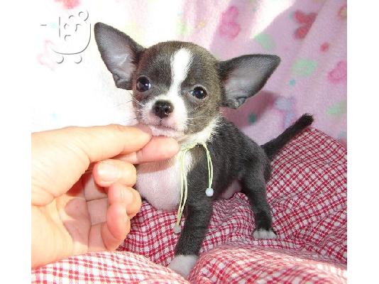 PoulaTo:  Chihuahua κουταβακια, θεσσαλονικη Σκύλος Βαϊμάρης