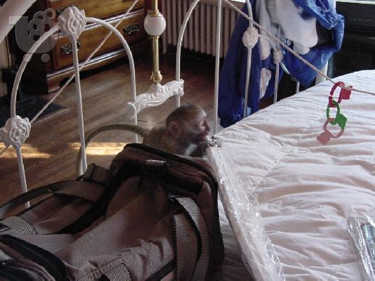 Χαριτωμένο μαϊμού Capuchin να υιοθετηθεί από οποιαδήποτε...