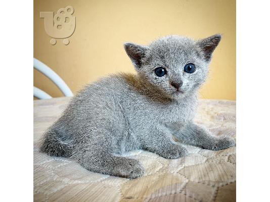 PoulaTo: Russia Blue Kittens For Sale