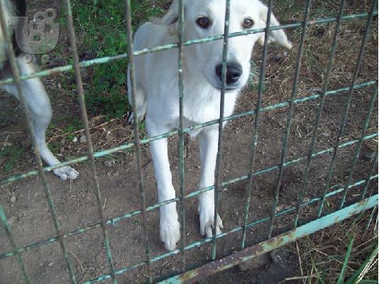 PoulaTo: 6 μηνων σκυλιτσες ψαχνουν οικογενεια