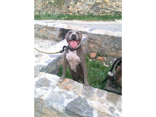 BLUE NOSE X RED NOSE CHOCOLATE KOYTABIA ΚΡΗΤΗ-ΑΘΗΝΑ