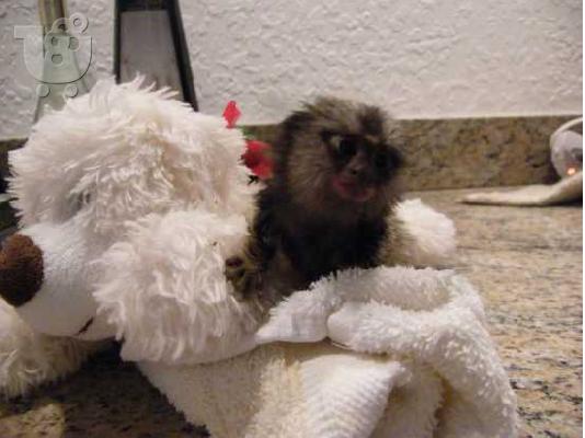 PoulaTo: Ανεκτίμητη γενεαλογία marmoset Puppy έτοιμο για υιοθεσία!