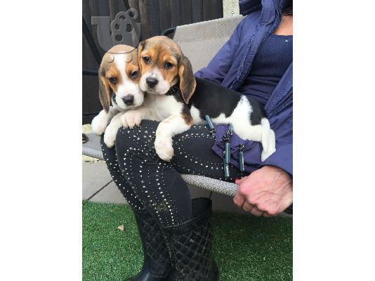 PoulaTo: Δύο κουτάβια Beagle χρειάζονται μια νέα οικογένεια