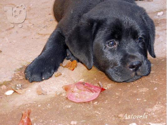 PoulaTo: Beautiful labrador retriever puppies