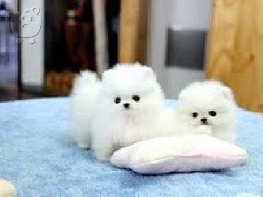 PoulaTo: όμορφα Pomeranian Puppies προς πώληση