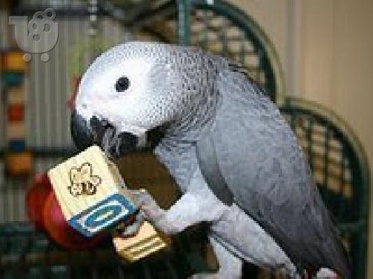 PoulaTo: Κονγκό Αφρικής γκρι παπαγάλος για € 150
