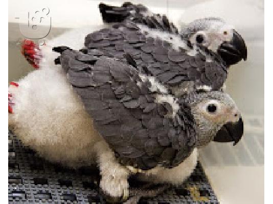 PoulaTo: μωρά Κονγκό Αφρικής γκρι παπαγάλος για 130 ευρώ