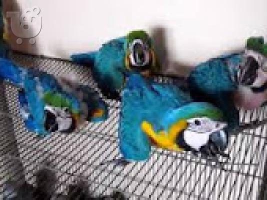 PoulaTo: babies scarlet macaw parrot for 160 euro