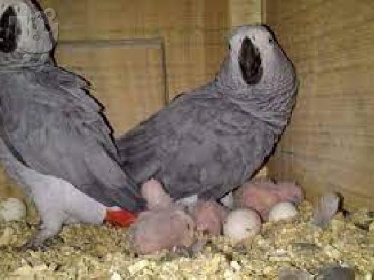 Νέα σεζόν Γόνιμα αυγά παπαγάλου και μωρά παπαγάλοι προς πώληση...