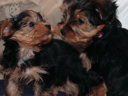 PoulaTo: two adorable yorkie puppies for sale 300 €