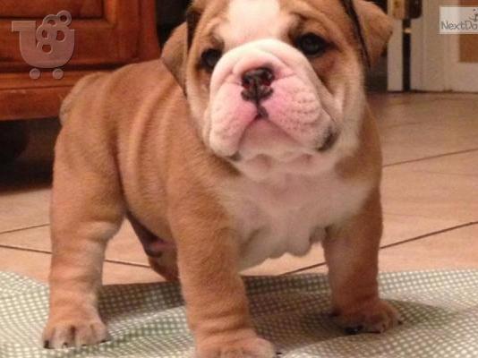 PoulaTo: AdorableEnglish Bulldog puppiesPuppies for for adoption