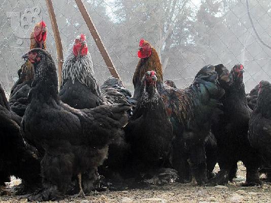 PoulaTo: Πωλούνται κότες Μπράχμα 35 ευρώ το ενα