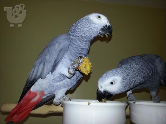 PoulaTo: φθηνά και υγιεινά παπαγάλοι για μόνο € 110