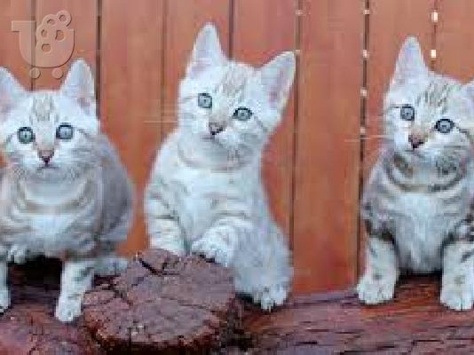 PoulaTo: Εκπληκτικά καταχωρημένα γατάκια Βεγγάλης Tica προς πώληση