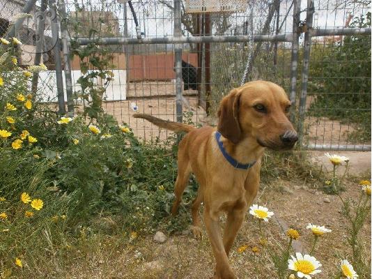 PoulaTo: Νεαρο σκυλακι ΞΑΝΑ χαριζεται