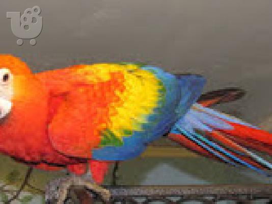 PoulaTo: scarlet παπαγάλοι macaw για 200 ευρώ