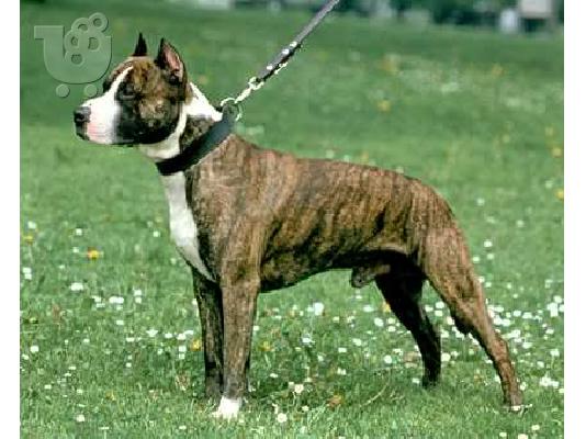 PoulaTo: American Staffordshire Terrier