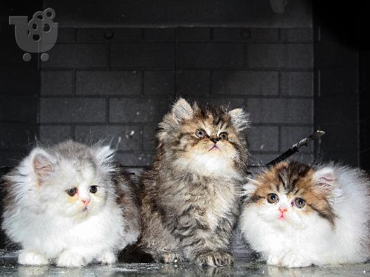 PoulaTo: Πωλουνται 3 υπεροχα γατακια Περσιας Περσική (Persian)